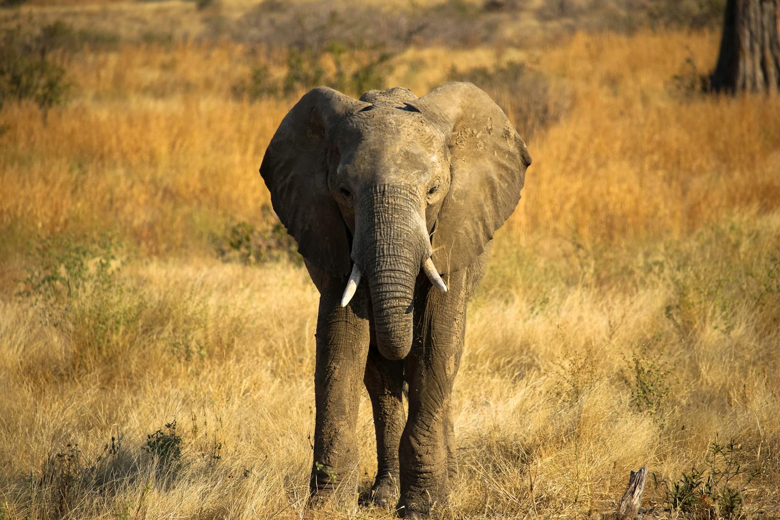 Akagera wildlife safari