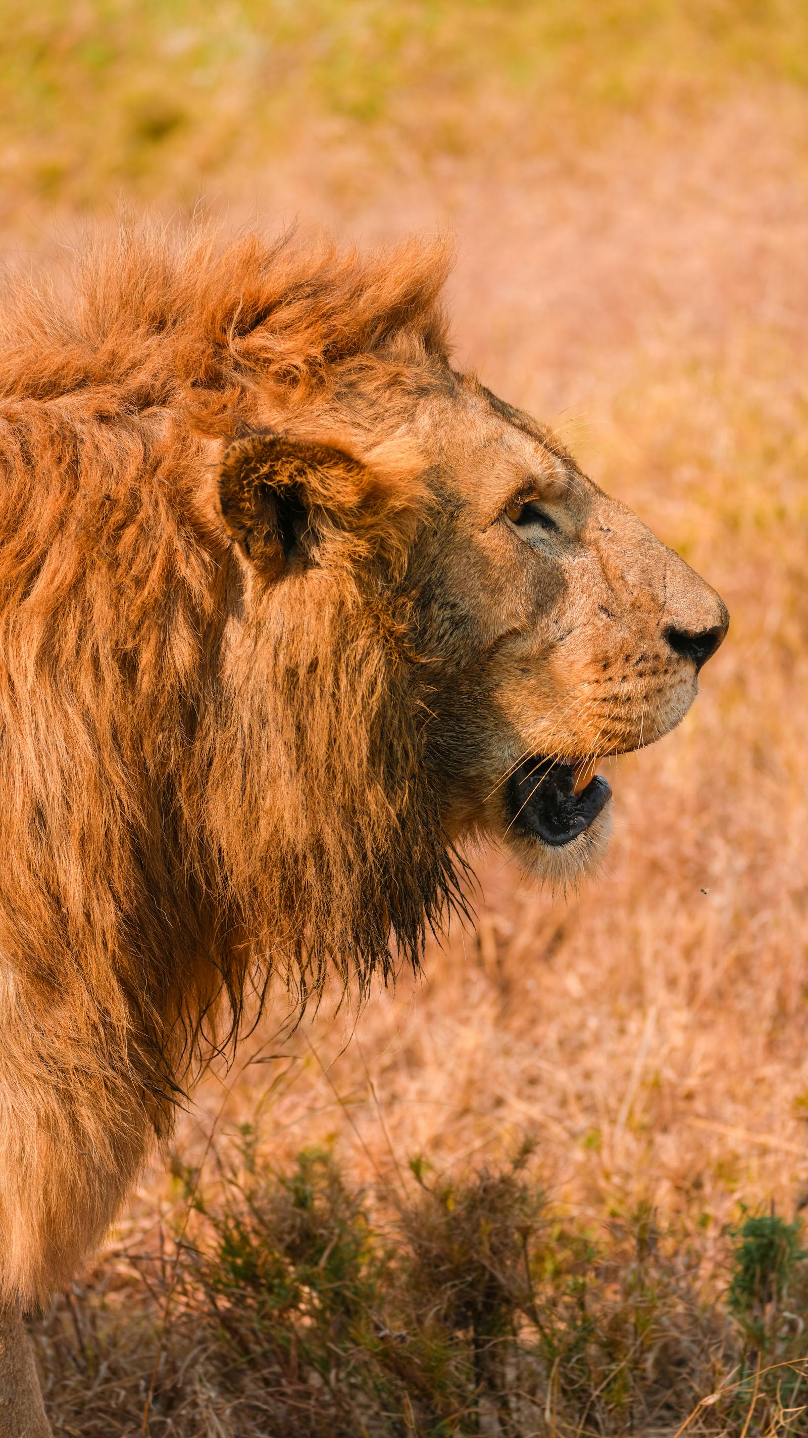 Akagera National Park Big Five
