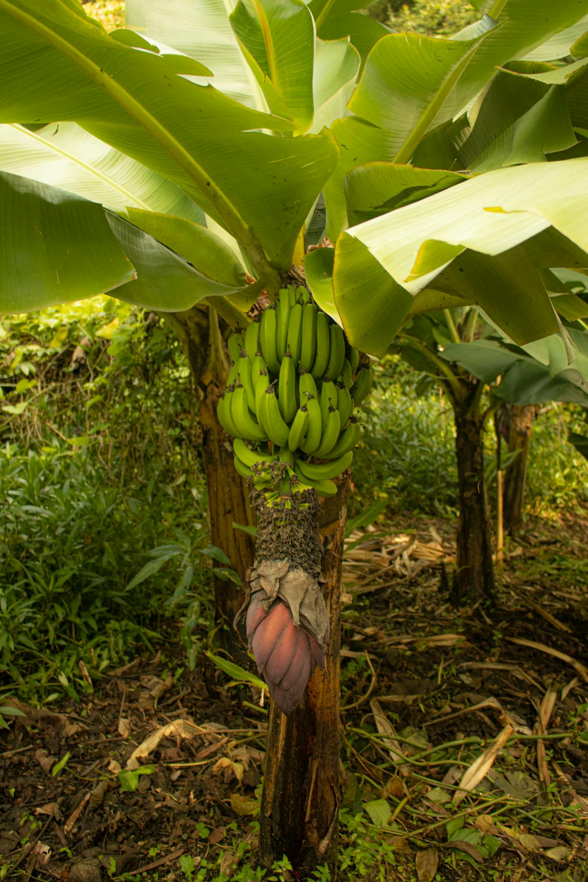 Banana beer brewing