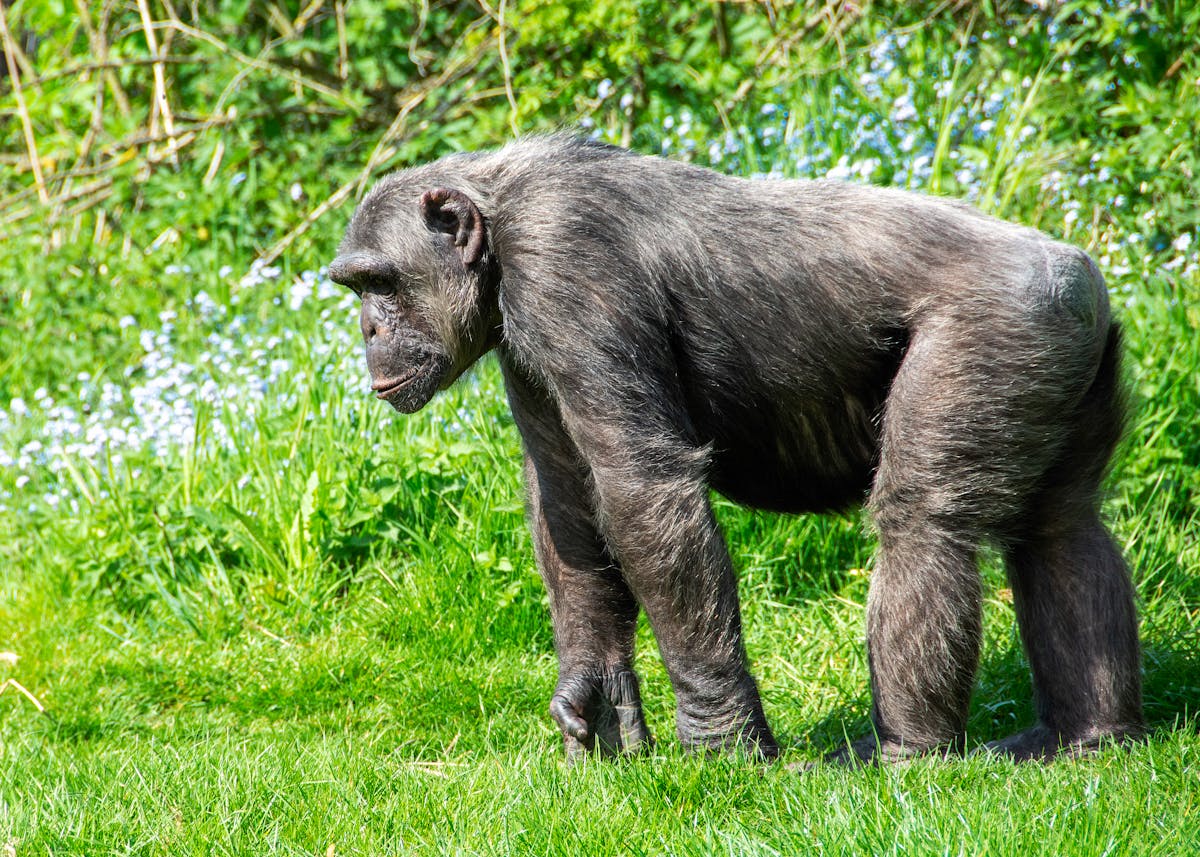 6 day Rwanda primates safari