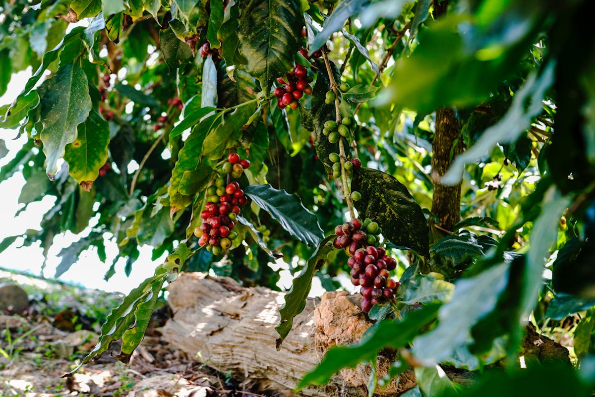 Coffee plantation visit