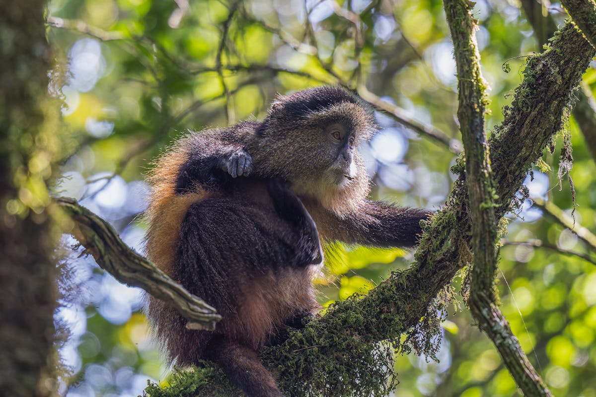 4 day primate trekking