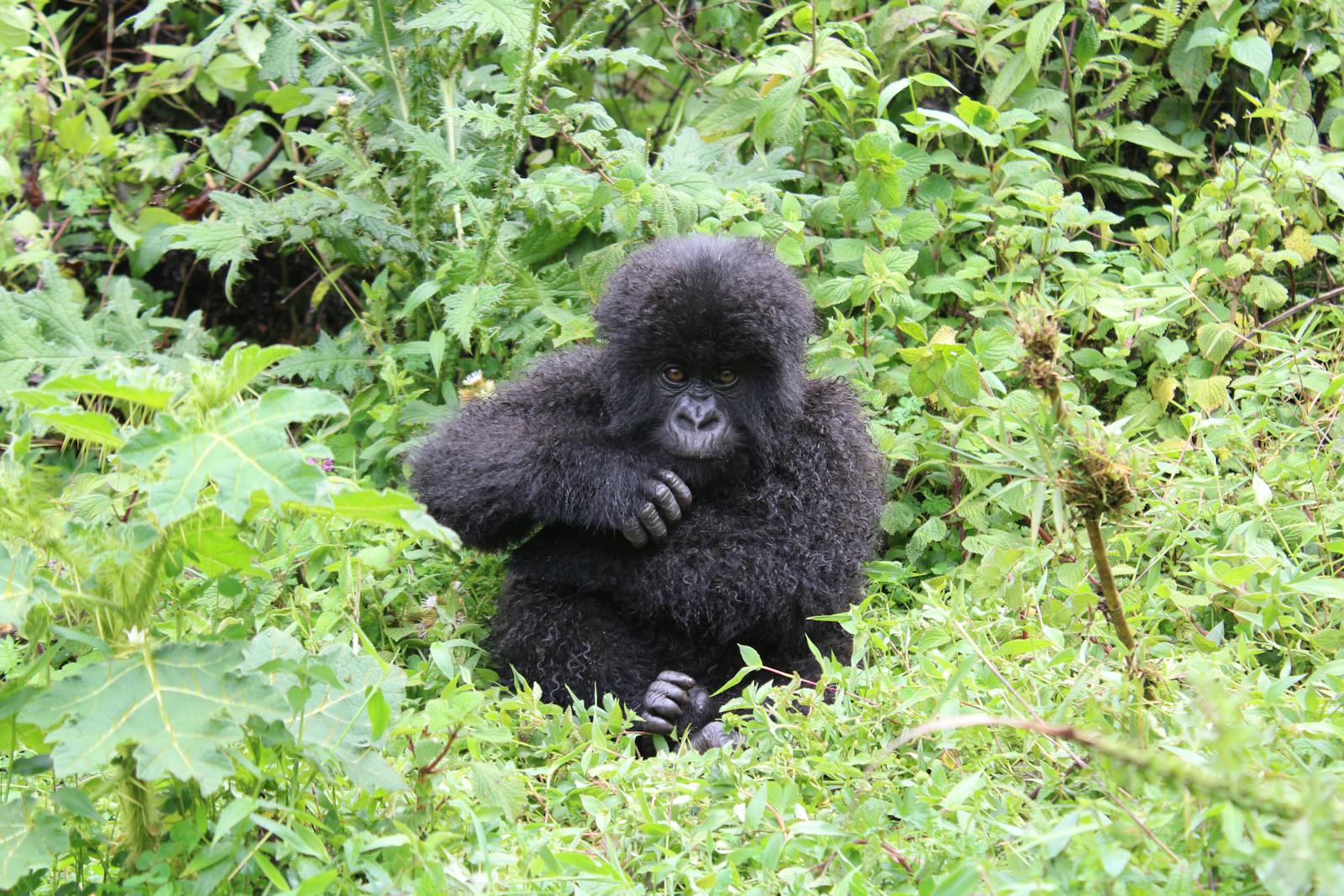 Rwanda gorilla trekking