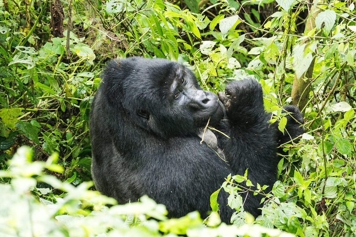 Gorilla trekking in Volcanoes National Park