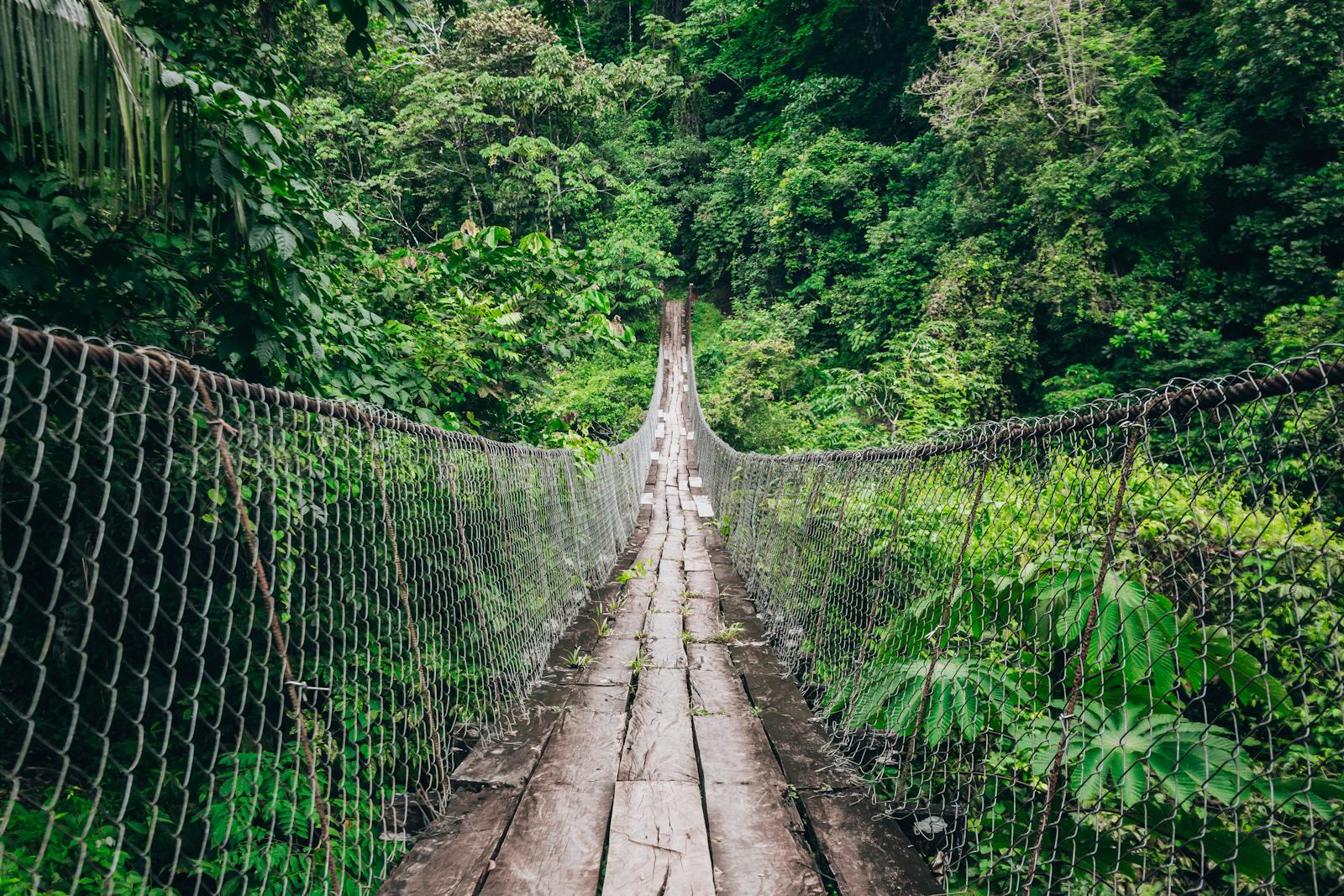 Nyungwe forest experience