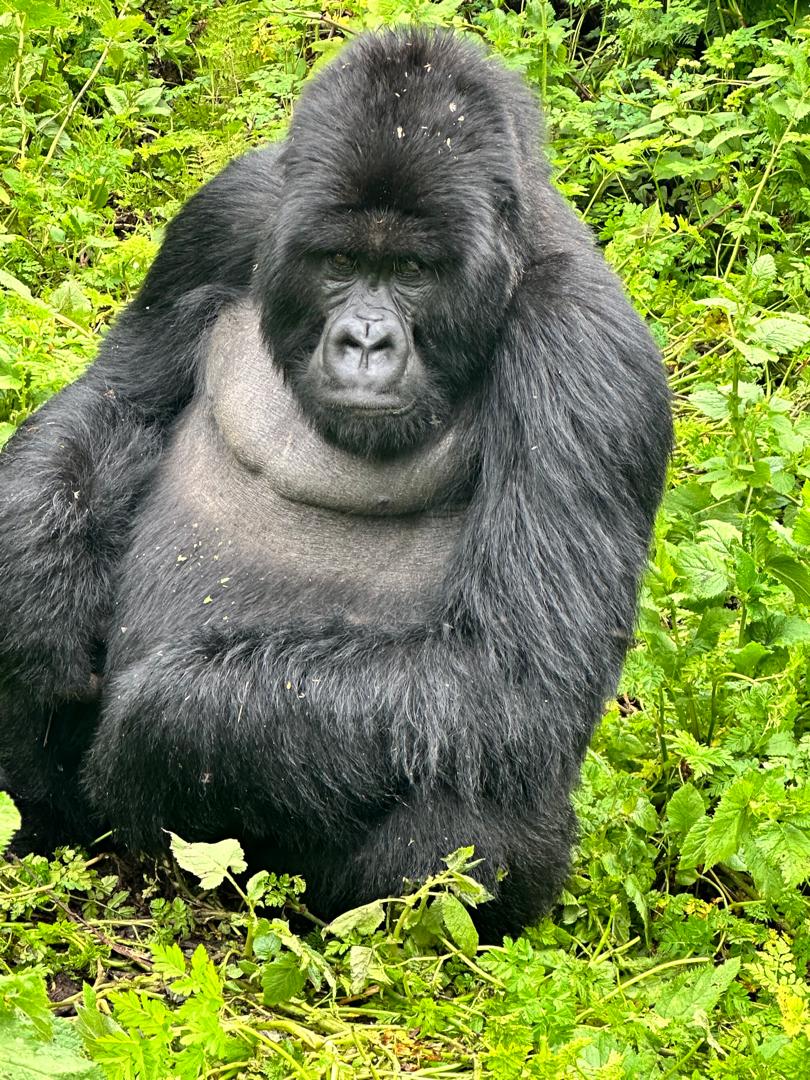 Rwanda gorilla trekking