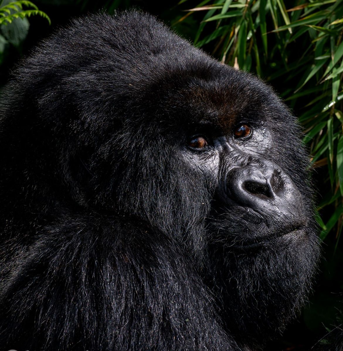 Rwanda gorilla trekking