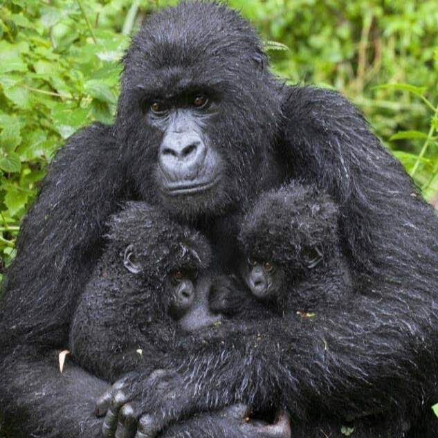 3 day gorilla trekking