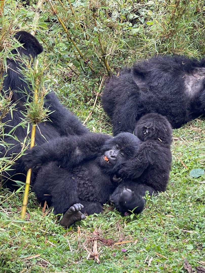 Guided Gorilla Trekking