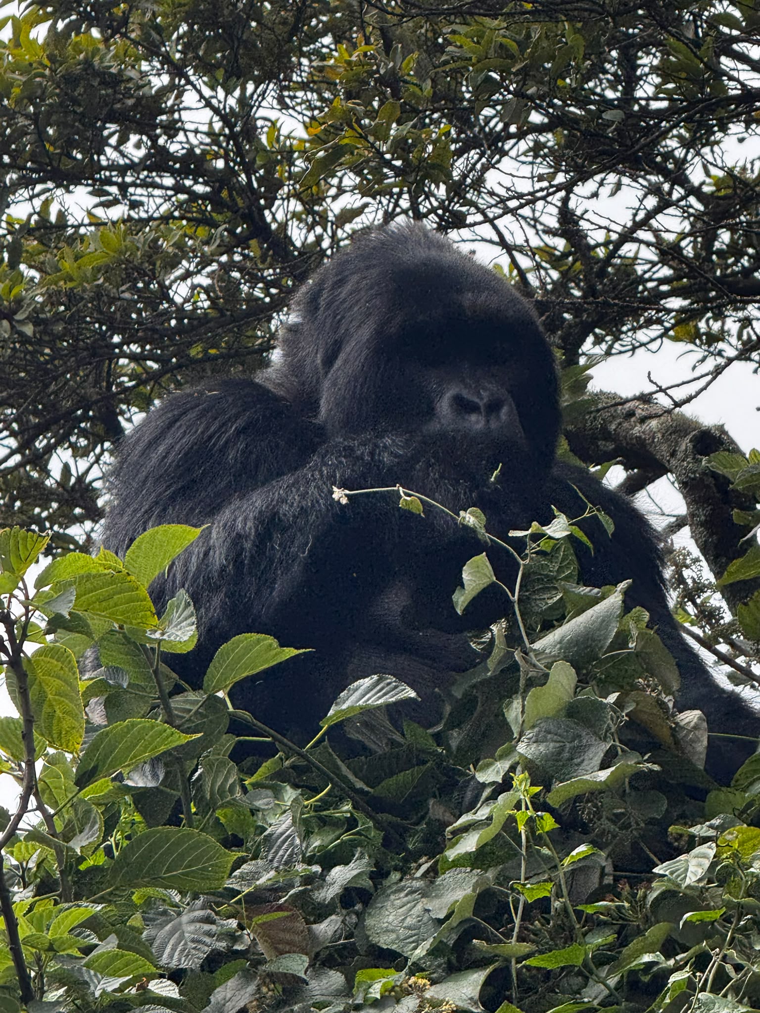Gorilla Country Heritage